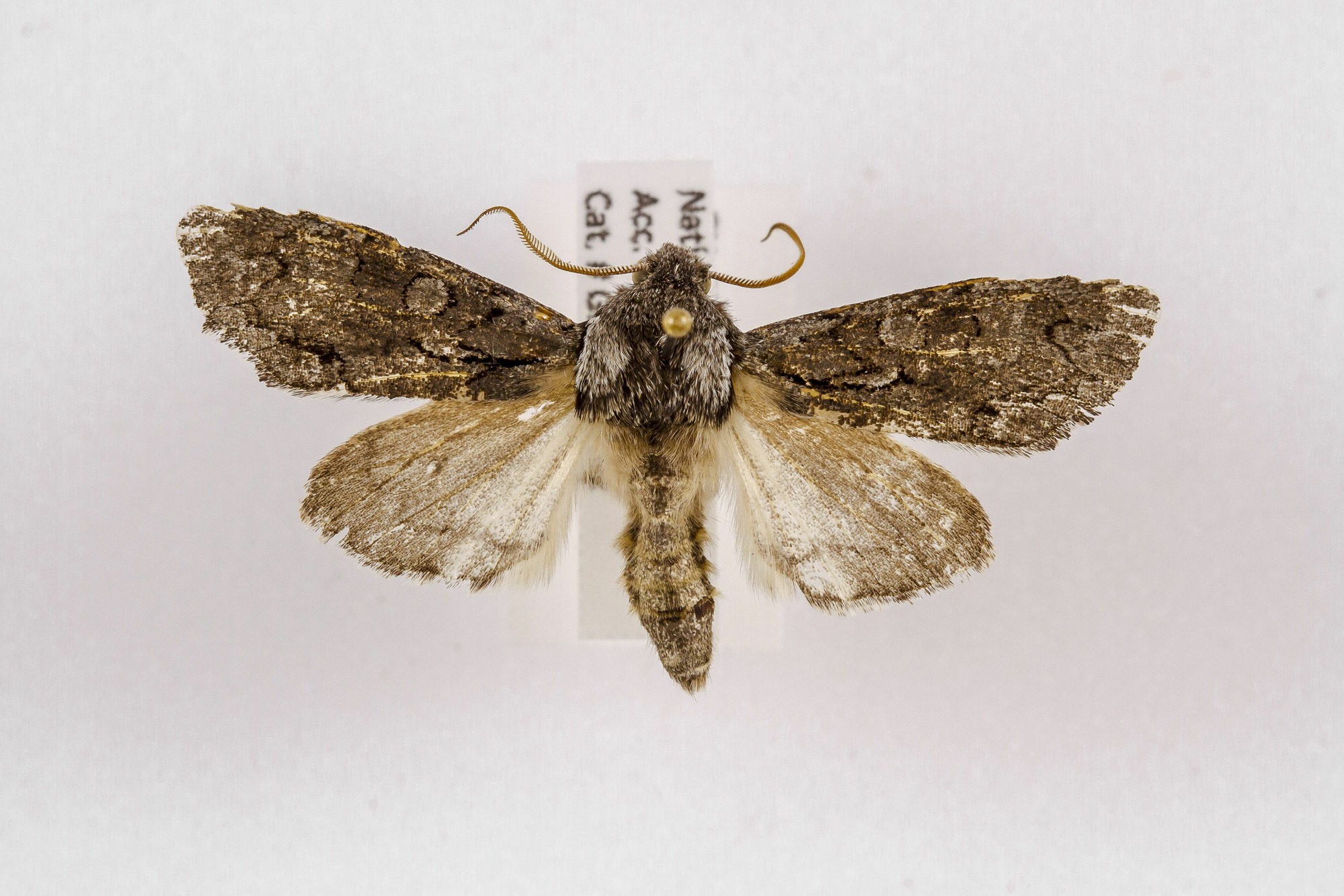 Image of Cisthene packardii, a species of Animalia