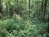 GRSM Accuracy Assessment. Plot Code: GRSM_AA_0973_3