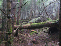 GRSM Accuracy Assessment. Plot Code: GRSM_AA_0018_2