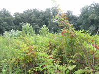 GRSM Accuracy Assessment. Plot Code: GRSM_AA_0696_3