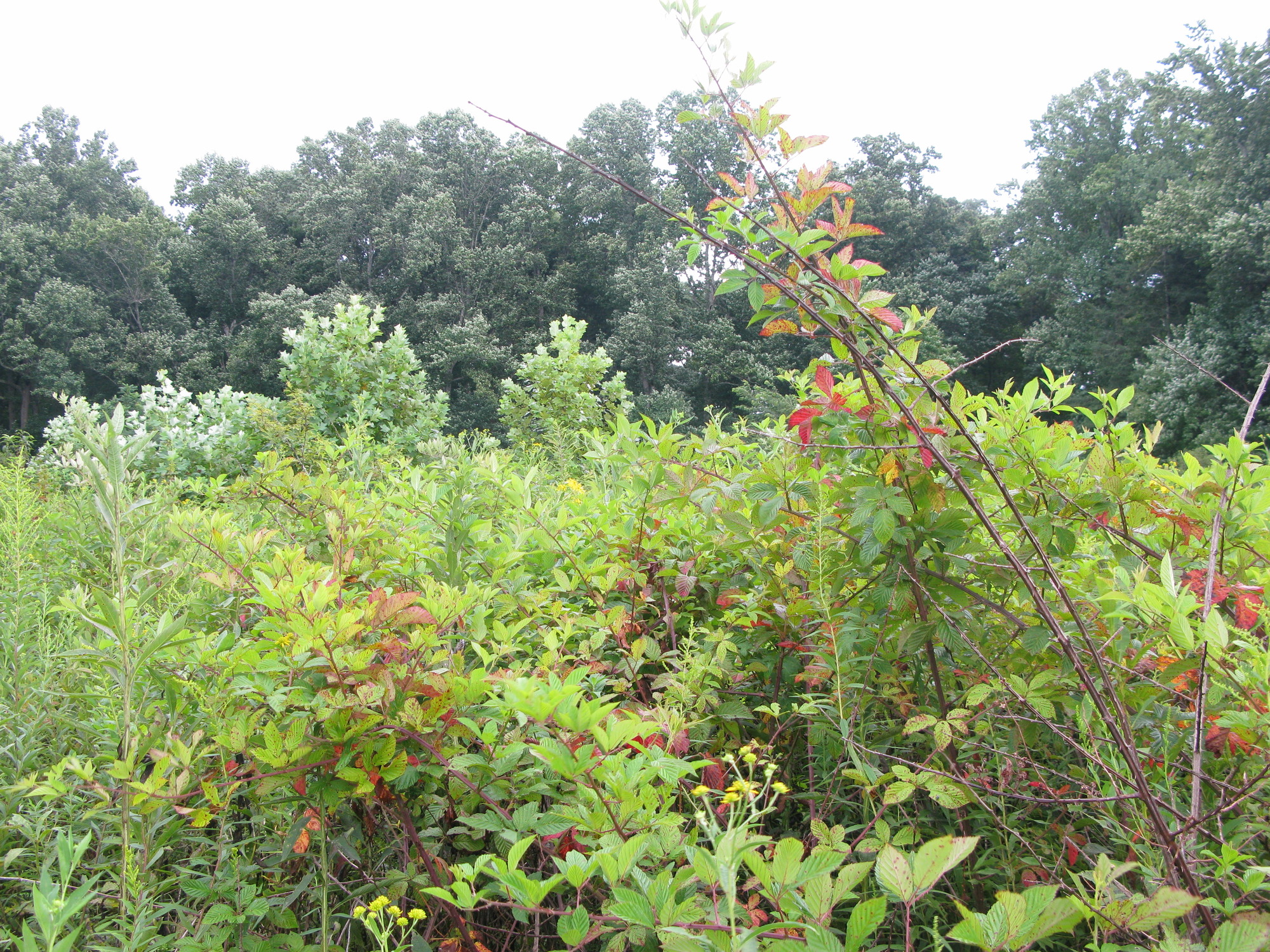 GRSM Accuracy Assessment. Plot Code: GRSM_AA_0696_3