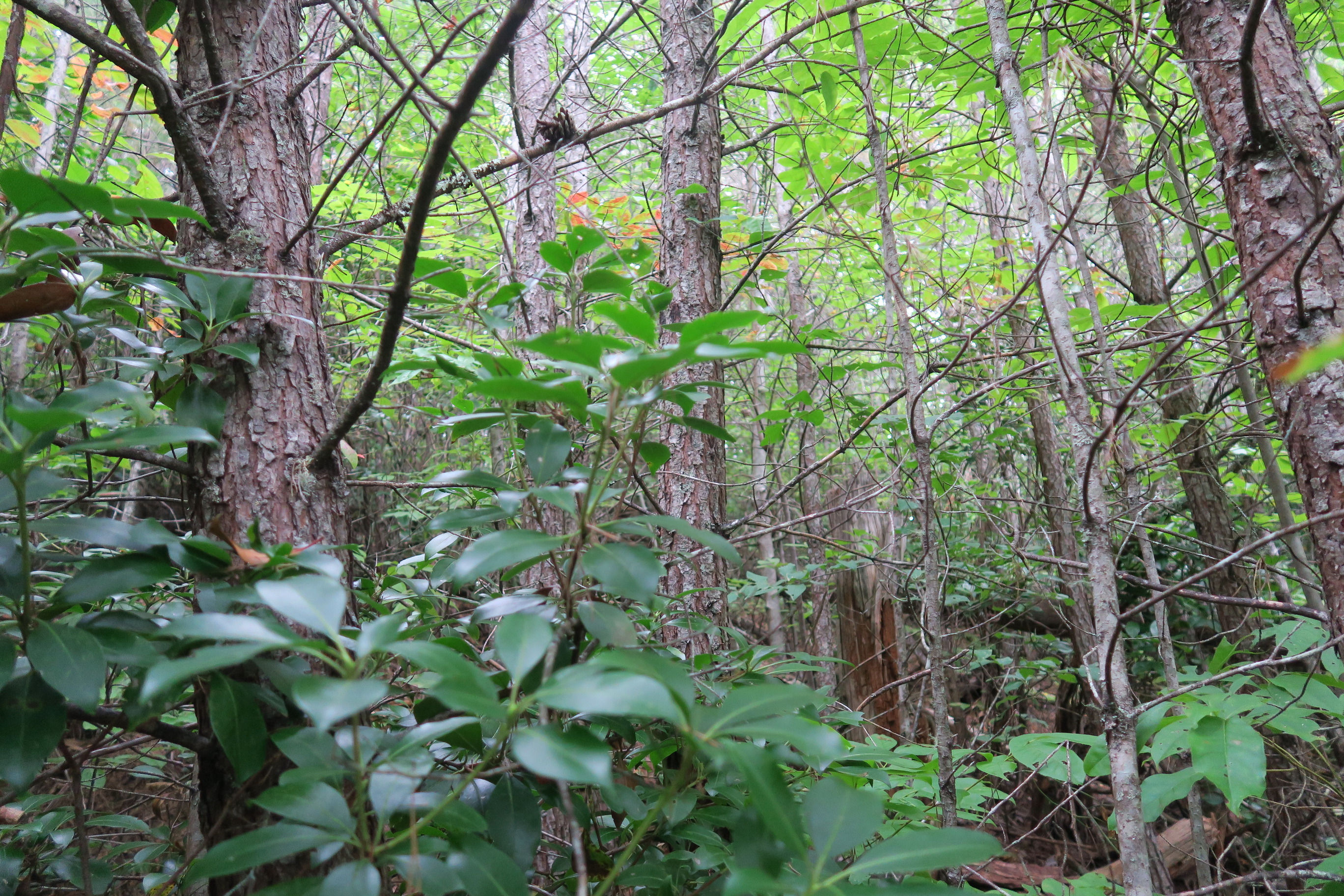 GRSM Accuracy Assessment. Plot Code: GRSM_AA_0822_3