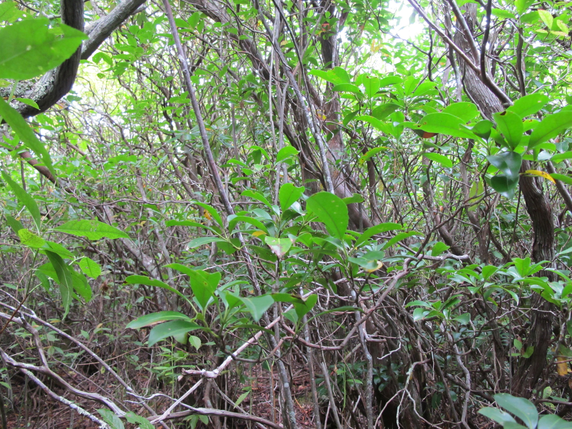 GRSM Accuracy Assessment. Plot Code: GRSM_AA_0880_2