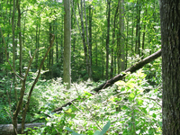 GRSM Accuracy Assessment. Plot Code: GRSM_AA_0284_6