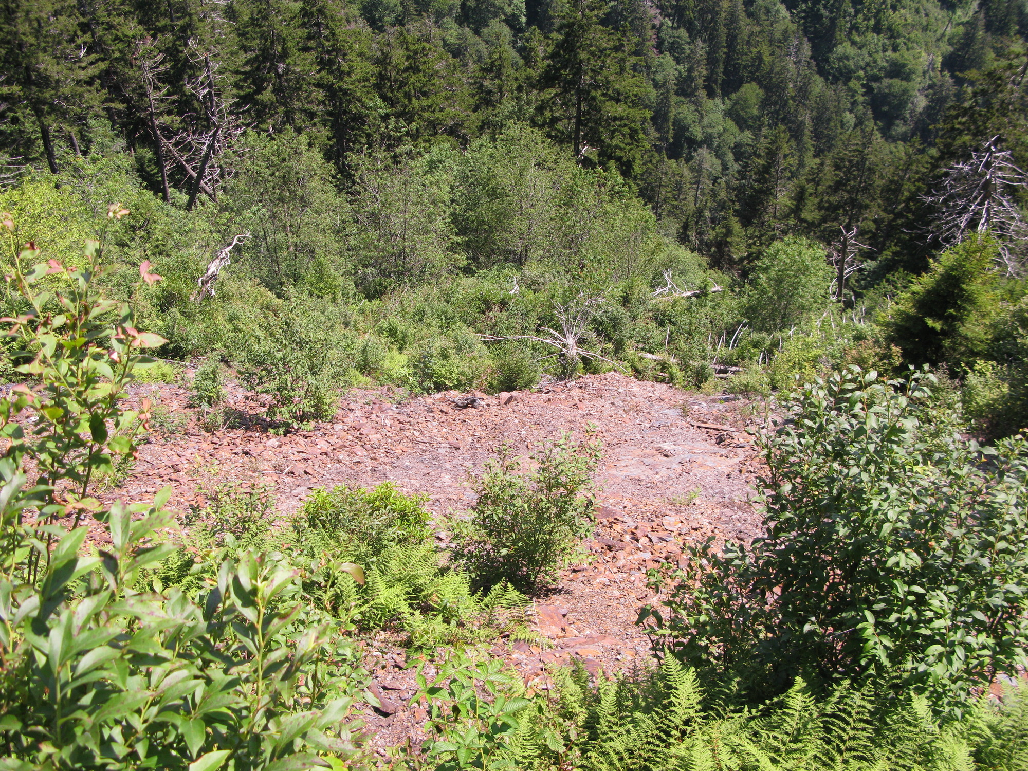 GRSM Accuracy Assessment. Plot Code: GRSM_AA_0116_6