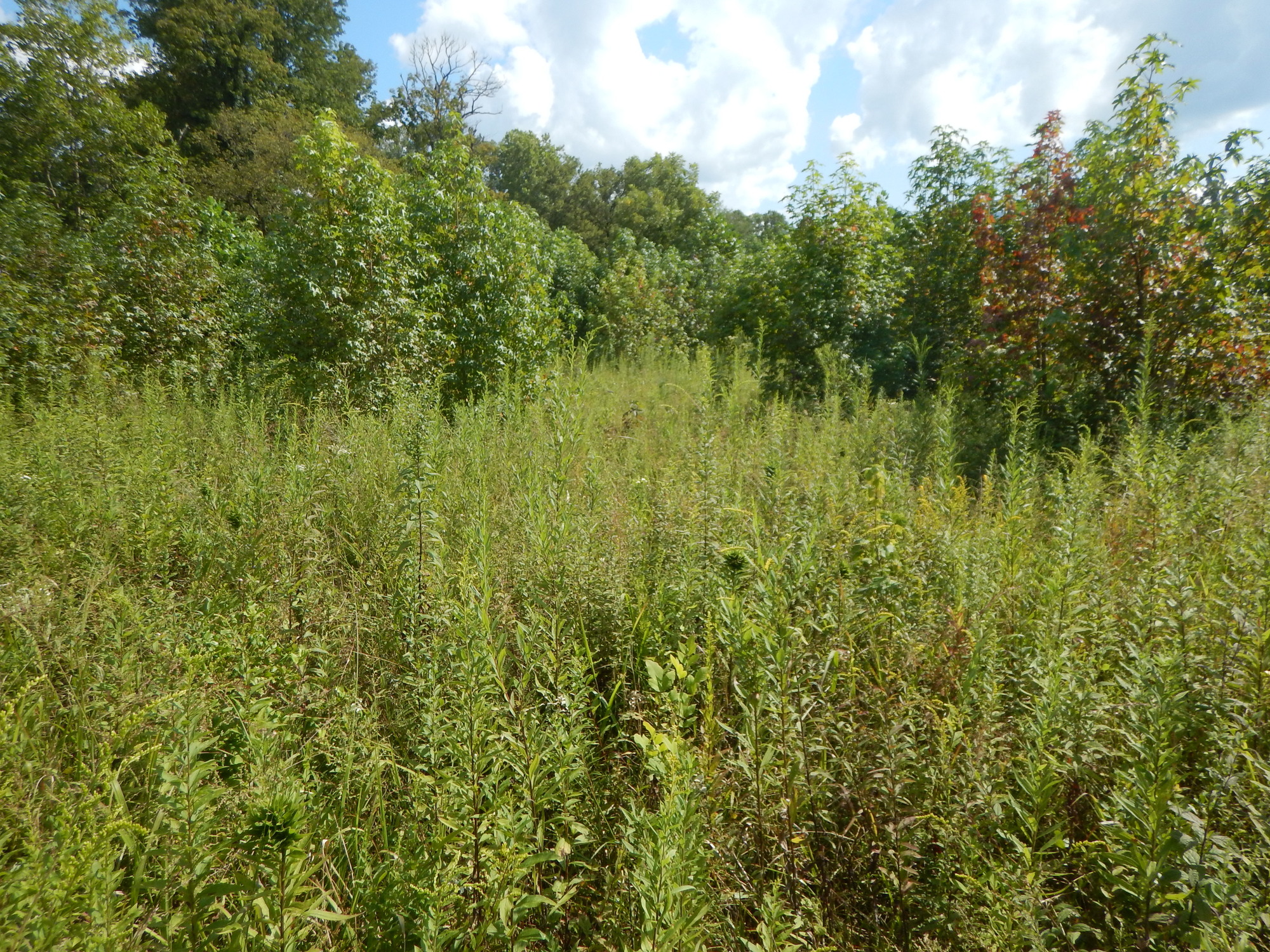 GRSM Accuracy Assessment. Plot Code: GRSM_AA_0720_6