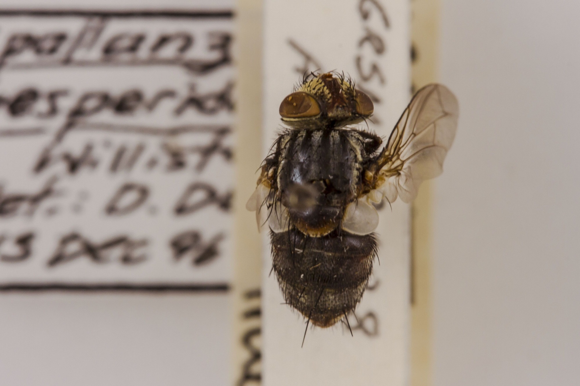 Image of Spallanzania hesperidarum, a species of Animalia