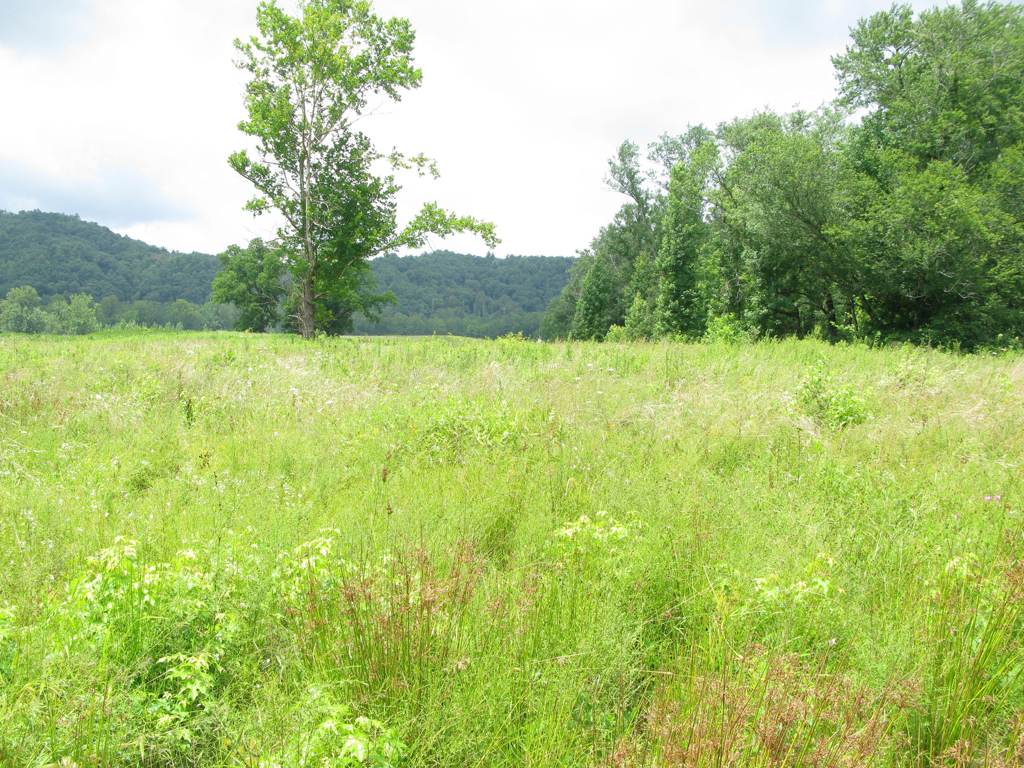 GRSM Accuracy Assessment. Plot Code: GRSM_AA_0833_5