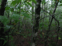 GRSM Accuracy Assessment. Plot Code: GRSM_AA_0699_2