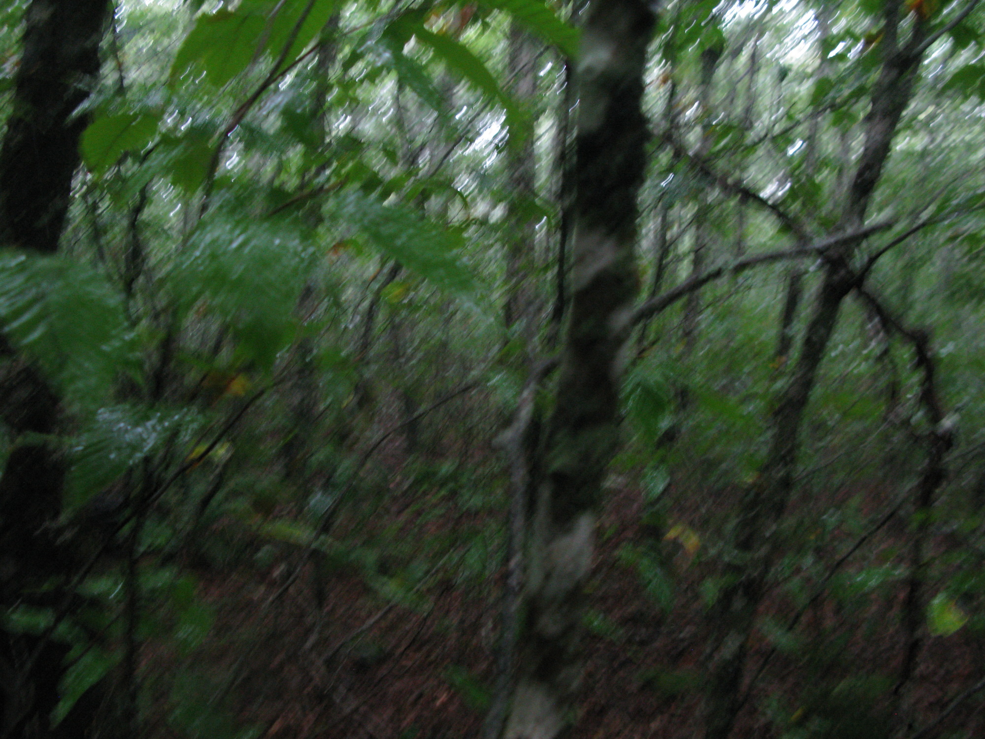 GRSM Accuracy Assessment. Plot Code: GRSM_AA_0699_2