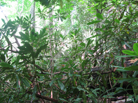 GRSM Accuracy Assessment. Plot Code: GRSM_AA_0352_2