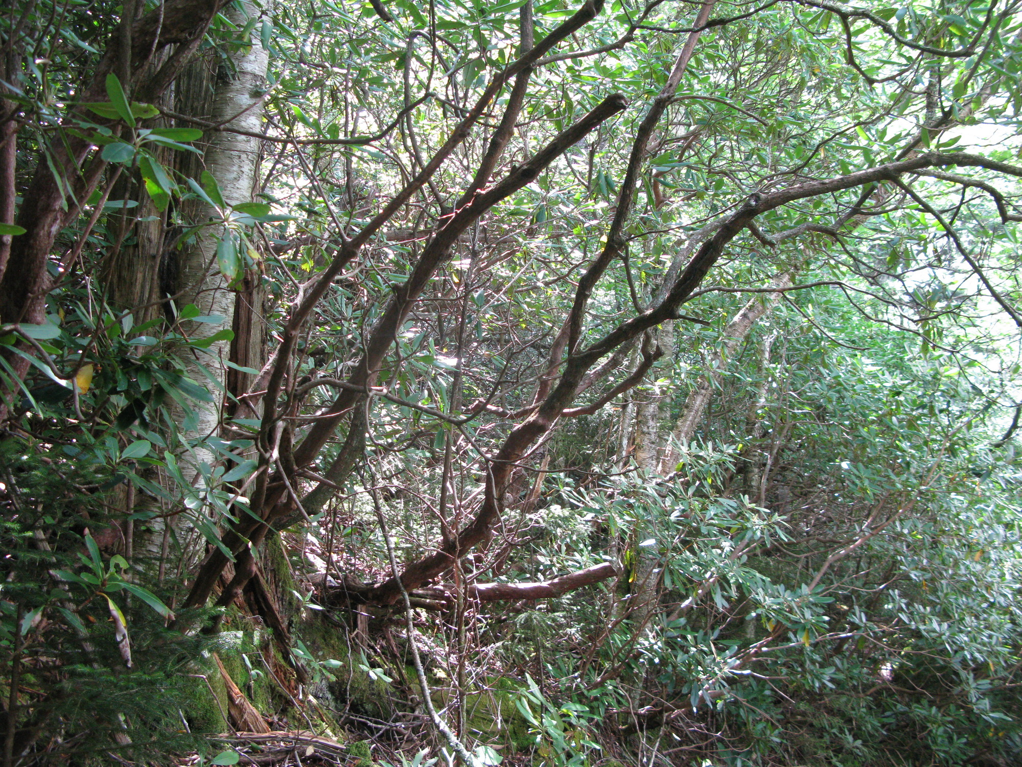 GRSM Accuracy Assessment. Plot Code: GRSM_AA_0957_4