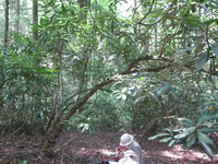 GRSM Accuracy Assessment. Plot Code: GRSM_AA_0272_2