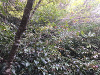 GRSM Accuracy Assessment. Plot Code: GRSM_AA_0395_2