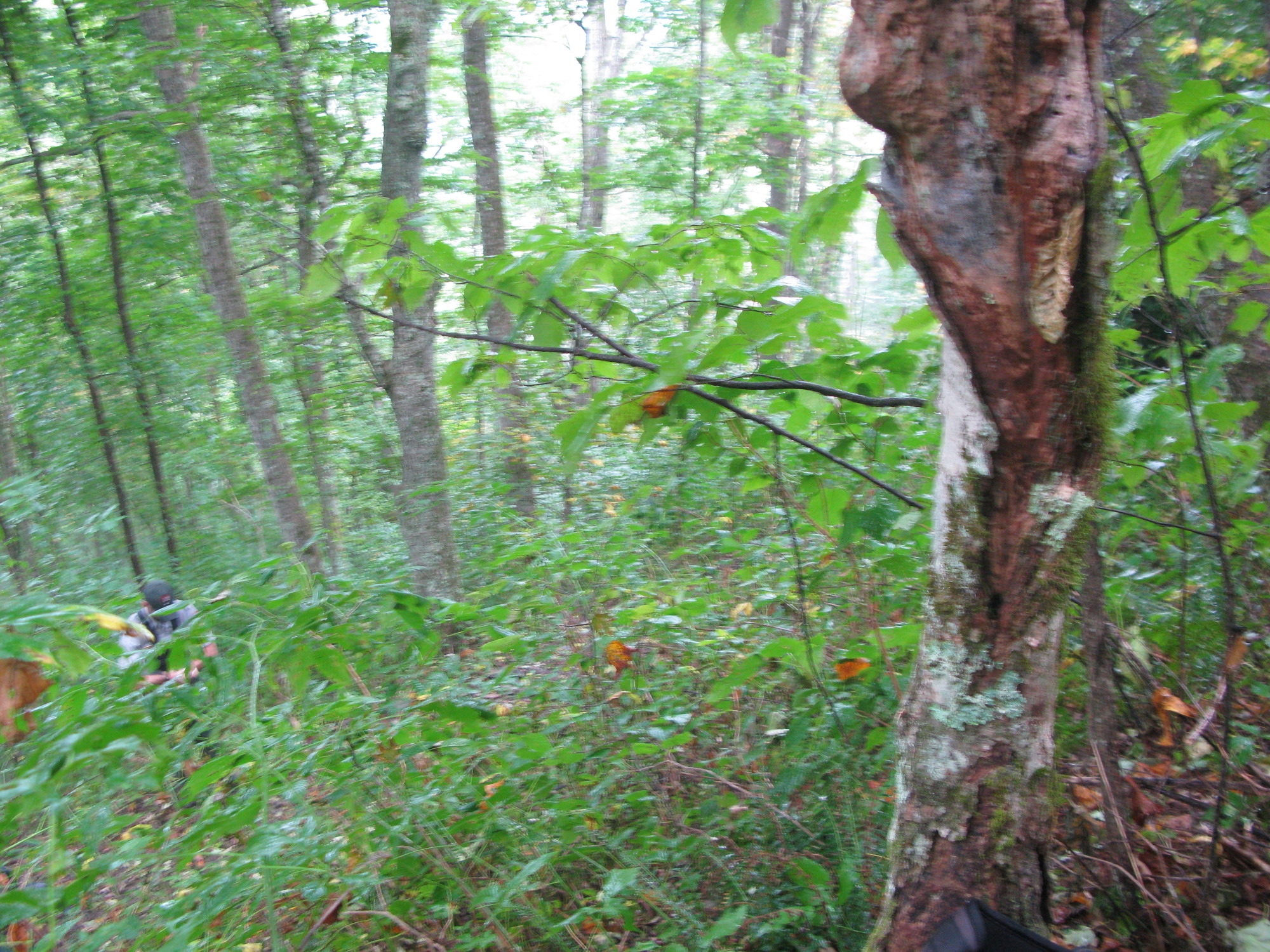 GRSM Accuracy Assessment. Plot Code: GRSM_AA_0440_2