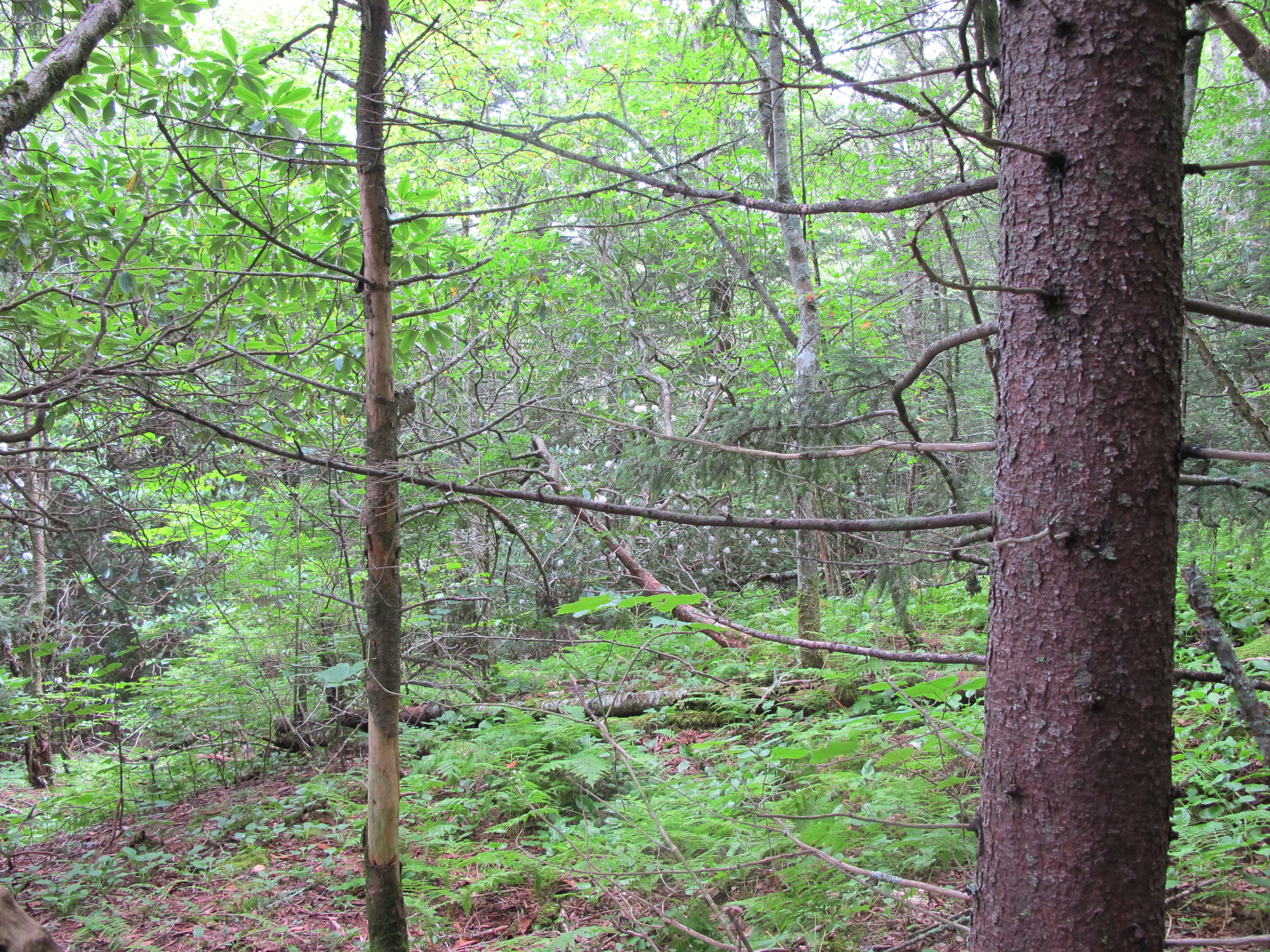 GRSM Accuracy Assessment. Plot Code: GRSM_AA_0160_5