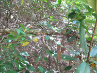 GRSM Accuracy Assessment. Plot Code: GRSM_AA_0059_4