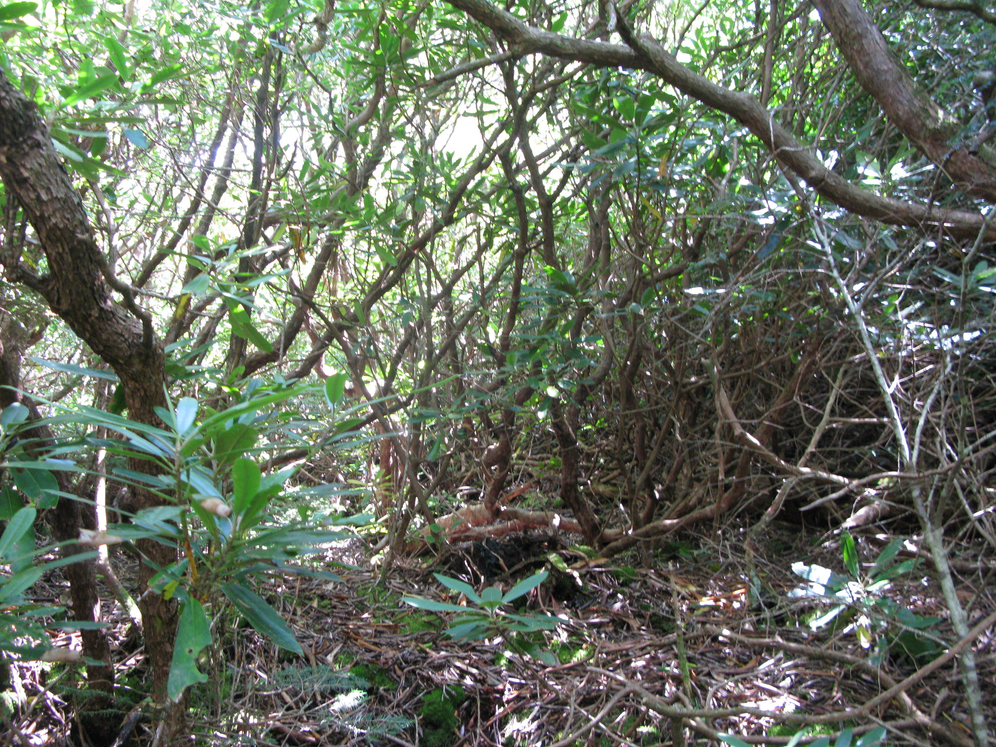 GRSM Accuracy Assessment. Plot Code: GRSM_AA_0957_3