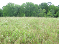 Plot Code: GRSM_AA_0606_3