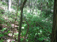 GRSM Accuracy Assessment. Plot Code: GRSM_AA_0045_2