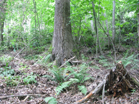 GRSM Accuracy Assessment. Plot Code: GRSM_AA_0836_5