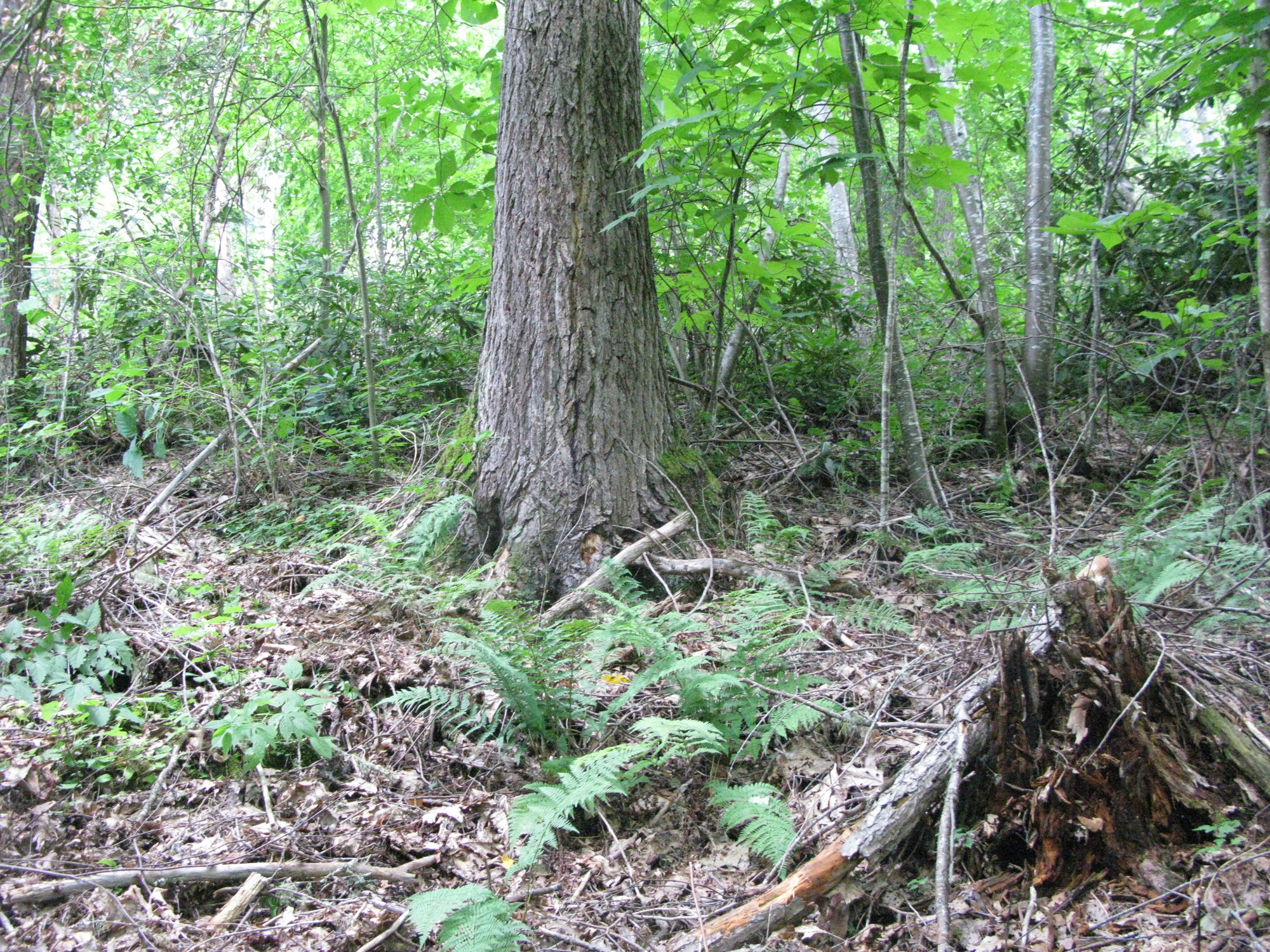 GRSM Accuracy Assessment. Plot Code: GRSM_AA_0836_5