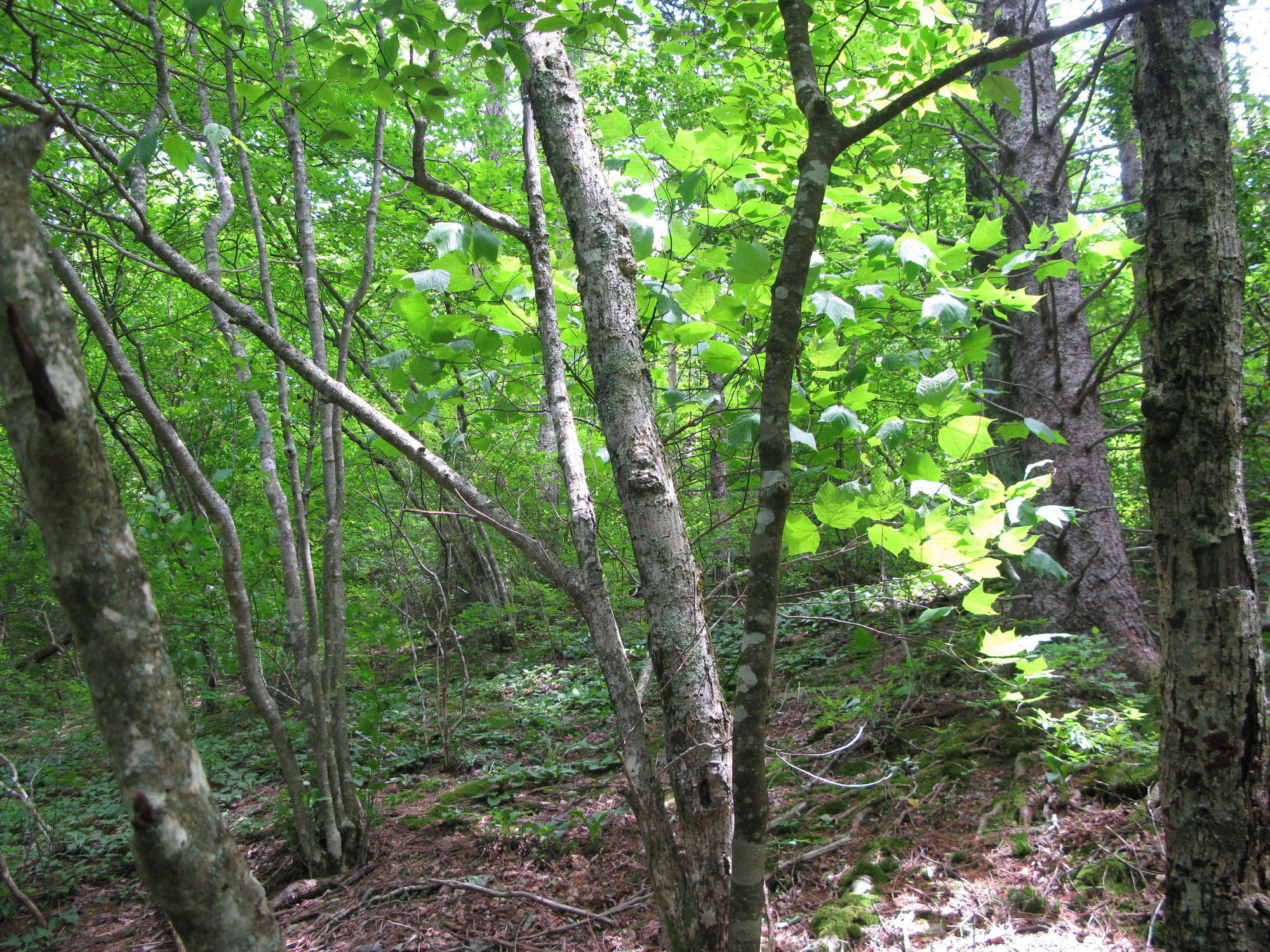 GRSM Accuracy Assessment. Plot Code: GRSM_AA_0074_2