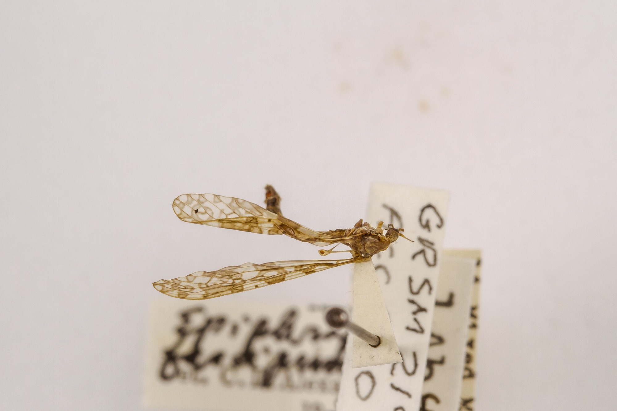 Image of Epiphragma fasciapenne, a species of Animalia