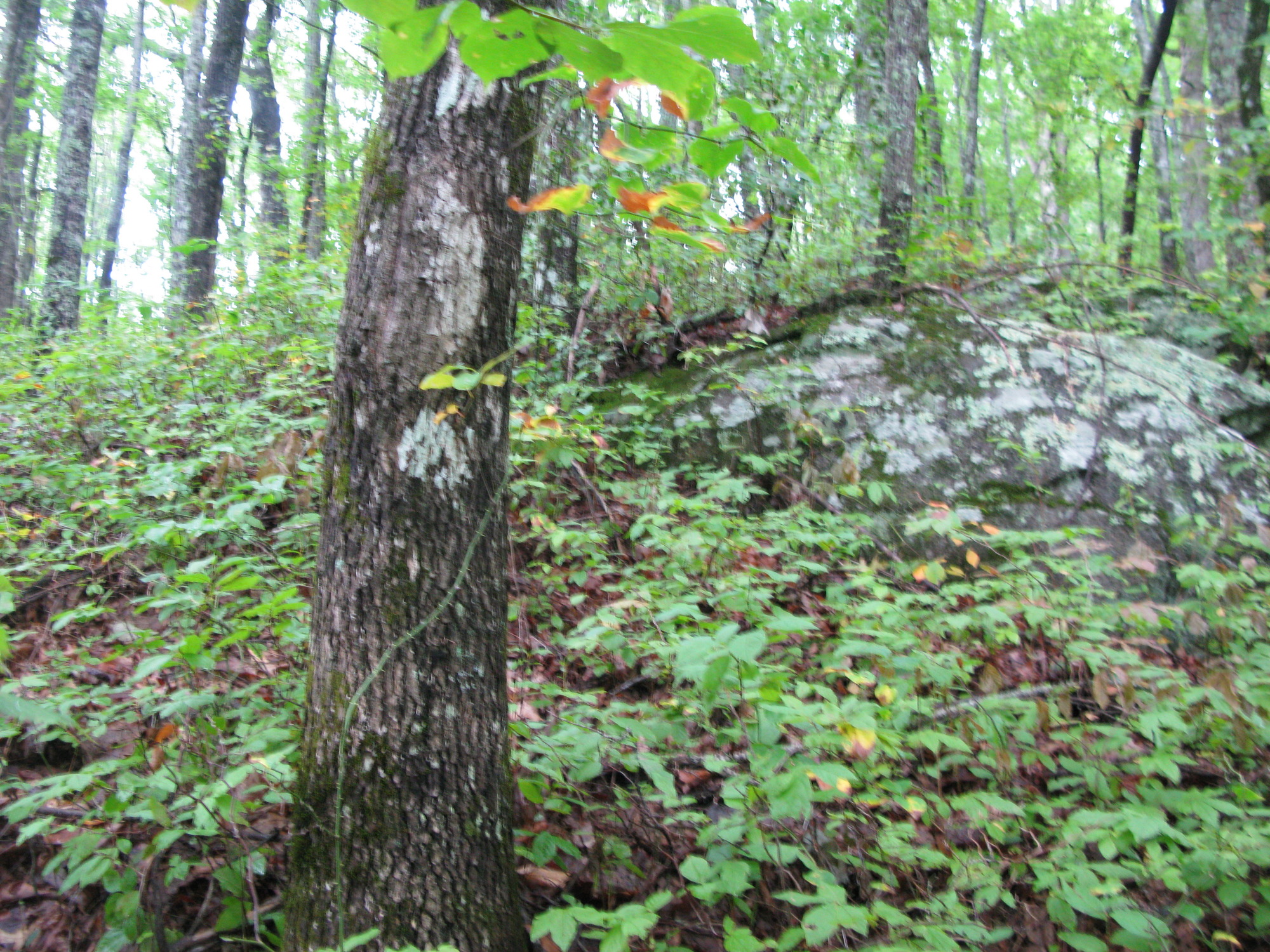 GRSM Accuracy Assessment. Plot Code: GRSM_AA_0227_3