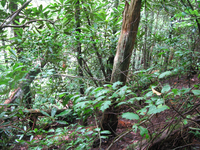 GRSM Accuracy Assessment. Plot Code: GRSM_AA_0656_4