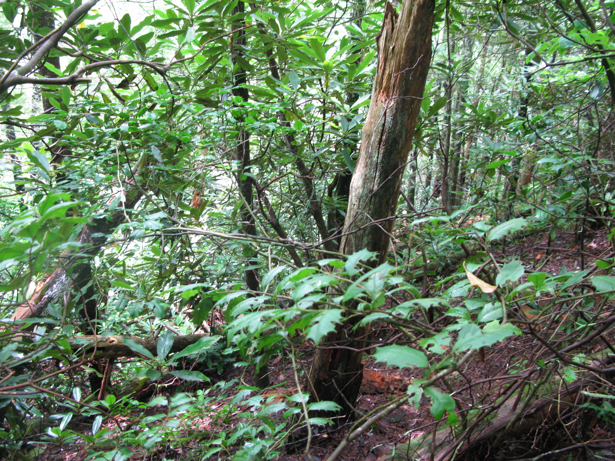 GRSM Accuracy Assessment. Plot Code: GRSM_AA_0656_4