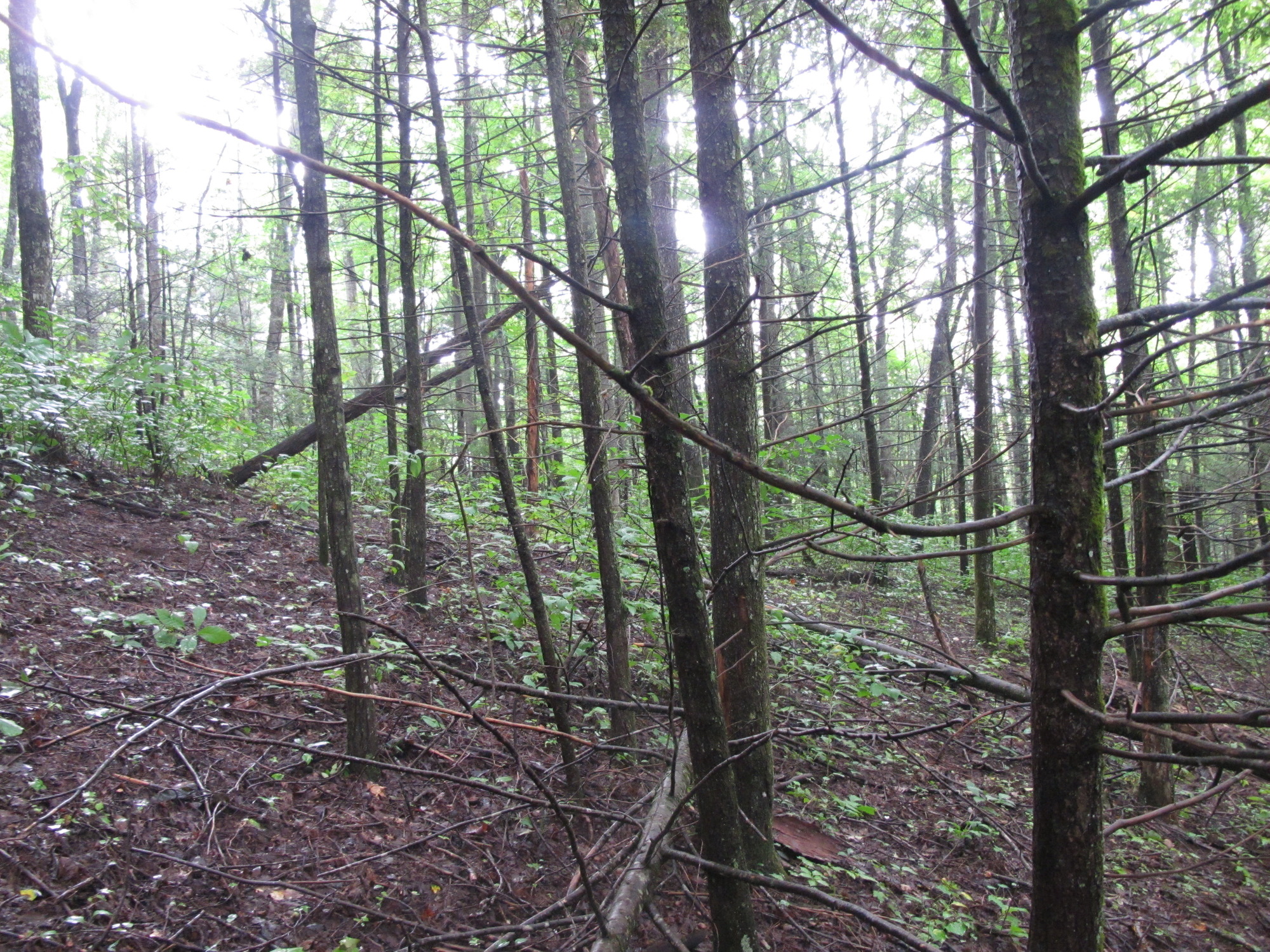 GRSM Accuracy Assessment. Plot Code: GRSM_AA_0538_2