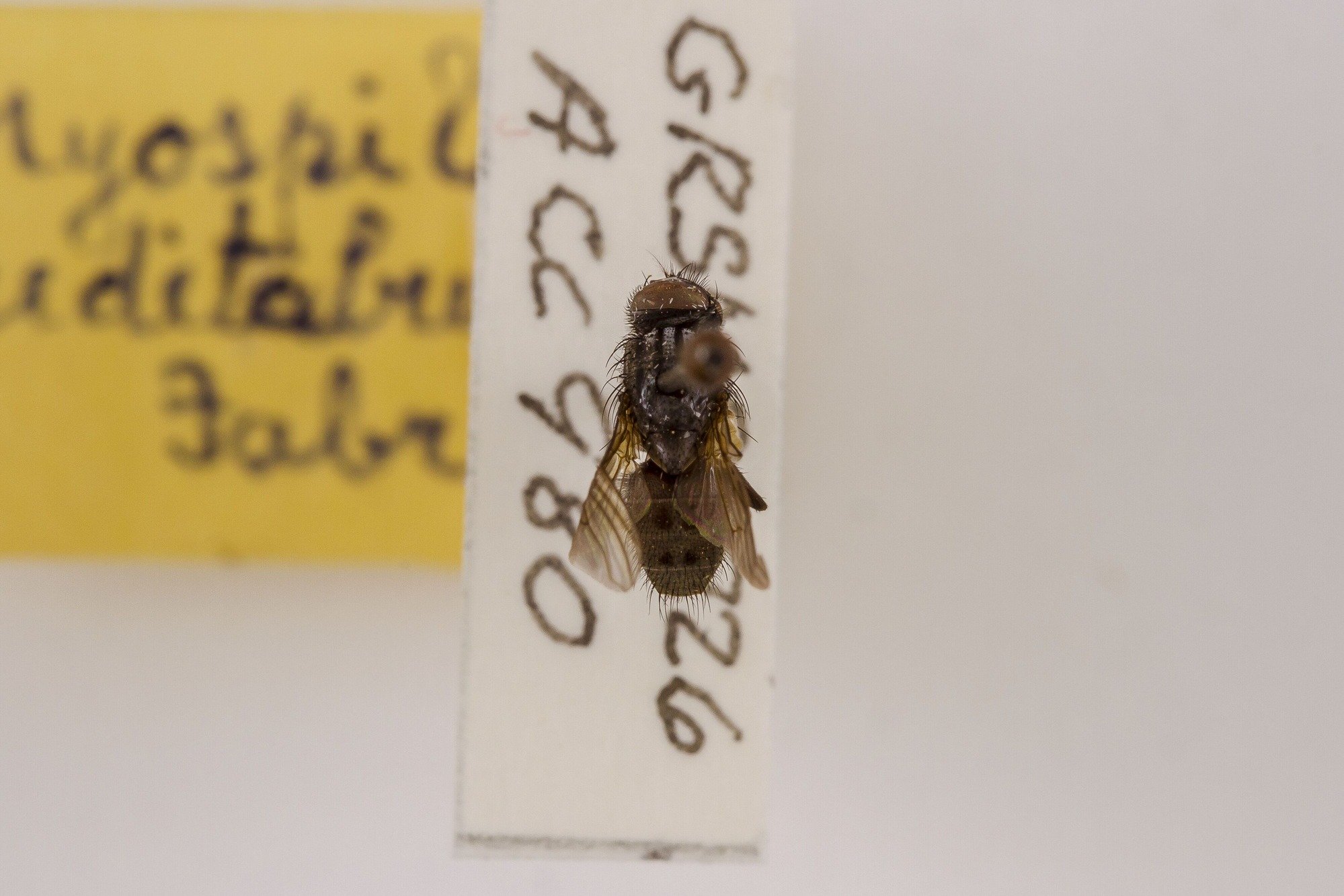 Image of Myospila meditabunda, a species of Animalia