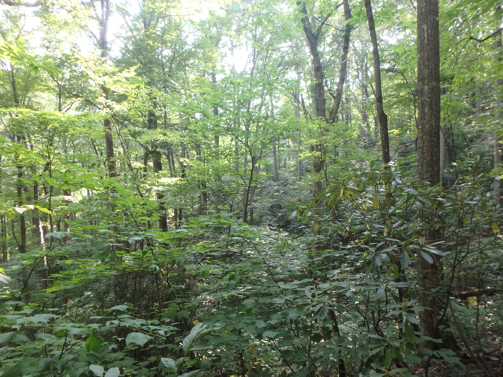 GRSM Accuracy Assessment. Plot Code: GRSM_AA_0260_3