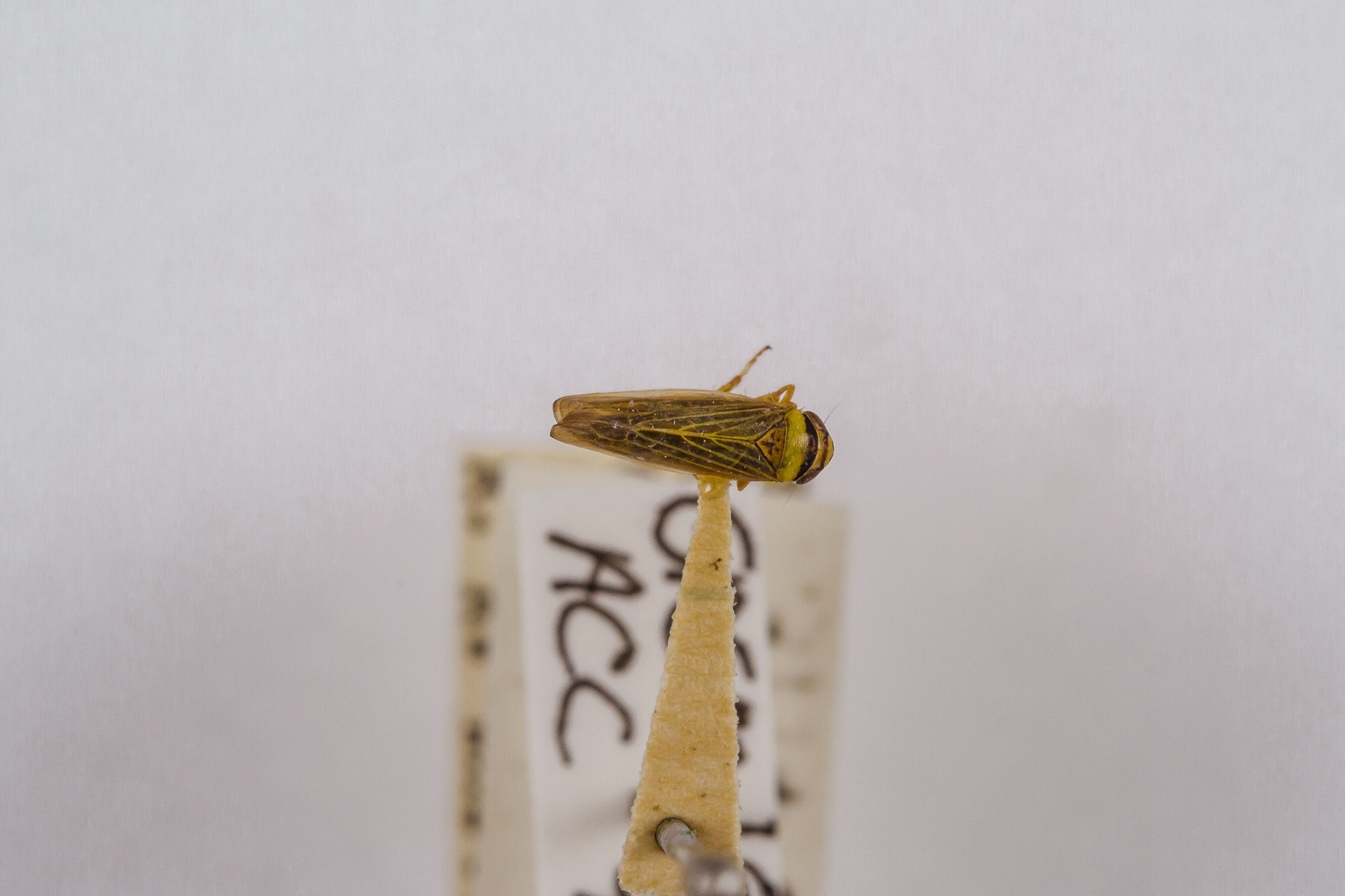 Image of Colladonus belli, a species of Animalia