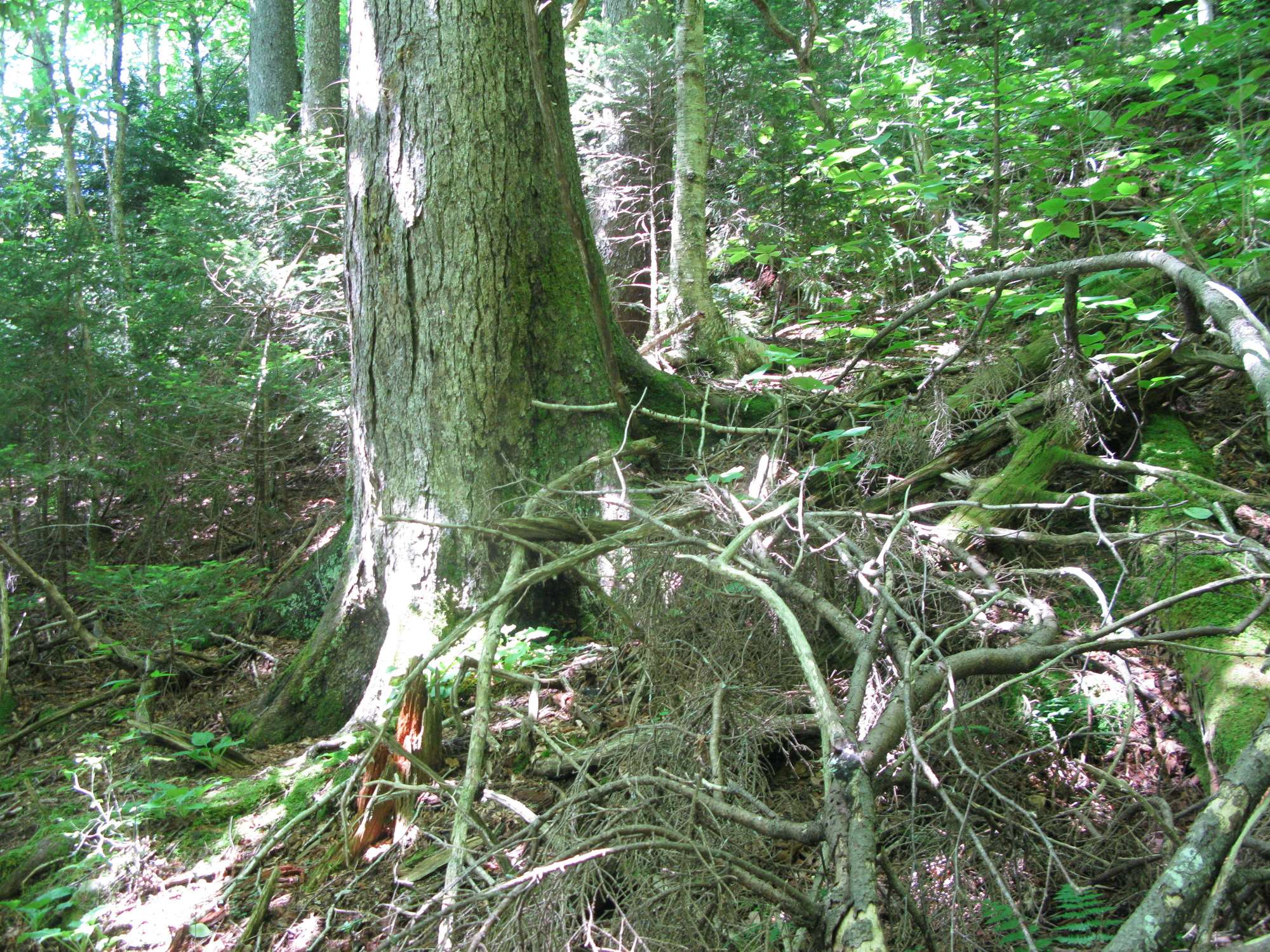 GRSM Accuracy Assessment. Plot Code: GRSM_AA_0750_2