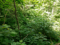 Plot Code: GRSM_AA_0544_2