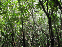 GRSM Accuracy Assessment. Plot Code: GRSM_AA_0375