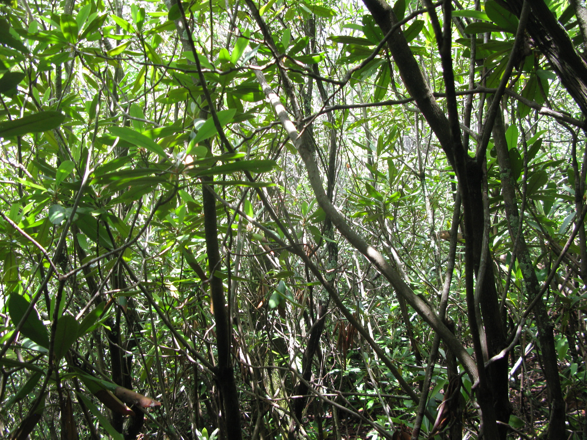 GRSM Accuracy Assessment. Plot Code: GRSM_AA_0375