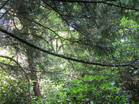 GRSM Accuracy Assessment. Plot Code: GRSM_AA_0904_4