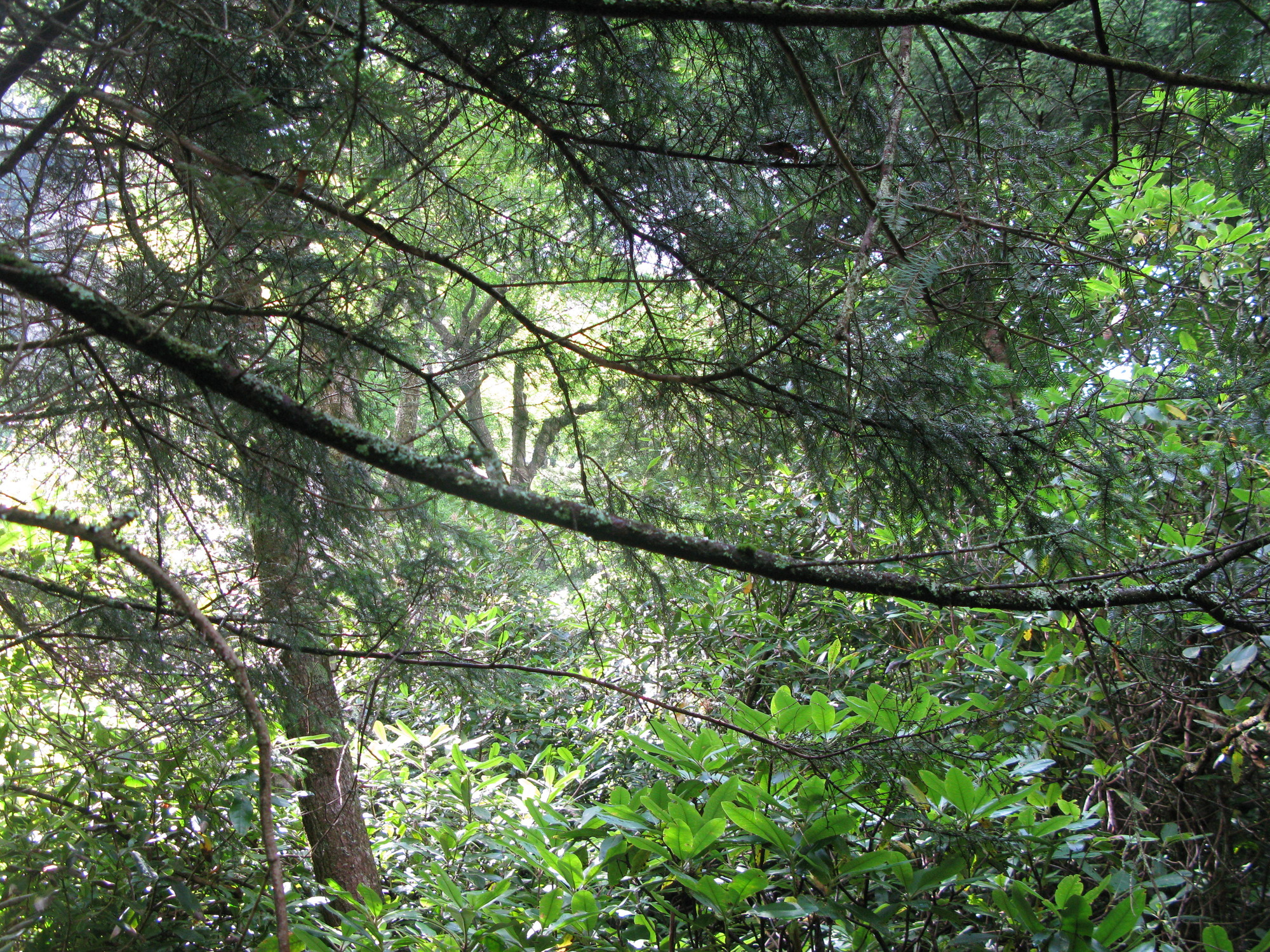 GRSM Accuracy Assessment. Plot Code: GRSM_AA_0904_4