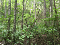 Plot Code: GRSM_AA_0654_5