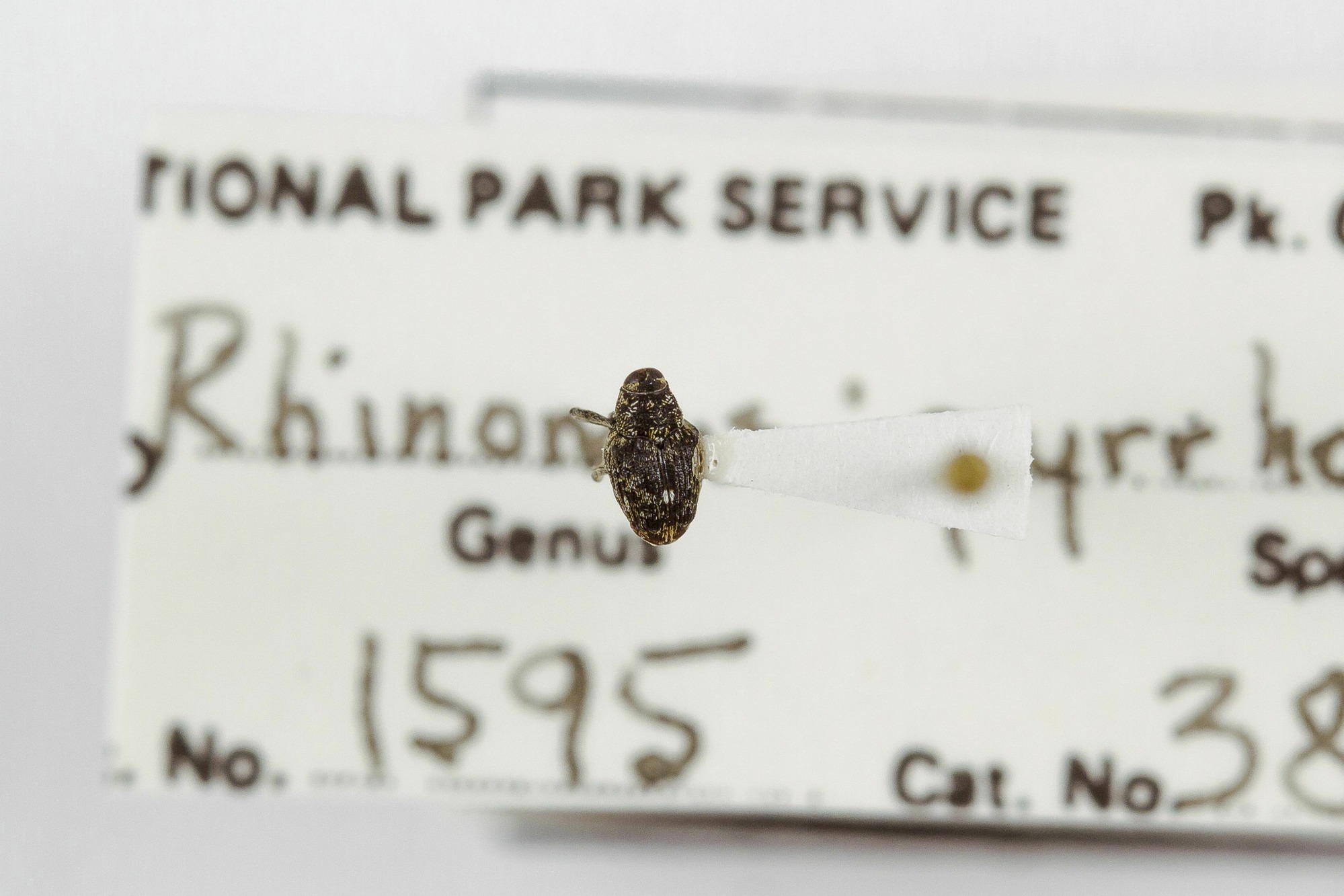 Image of Lechriops oculata, a species of Animalia