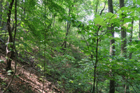 GRSM Accuracy Assessment. Plot Code: GRSM_AA_0940_6