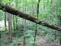 GRSM Accuracy Assessment. Plot Code: GRSM_AA_0723_6