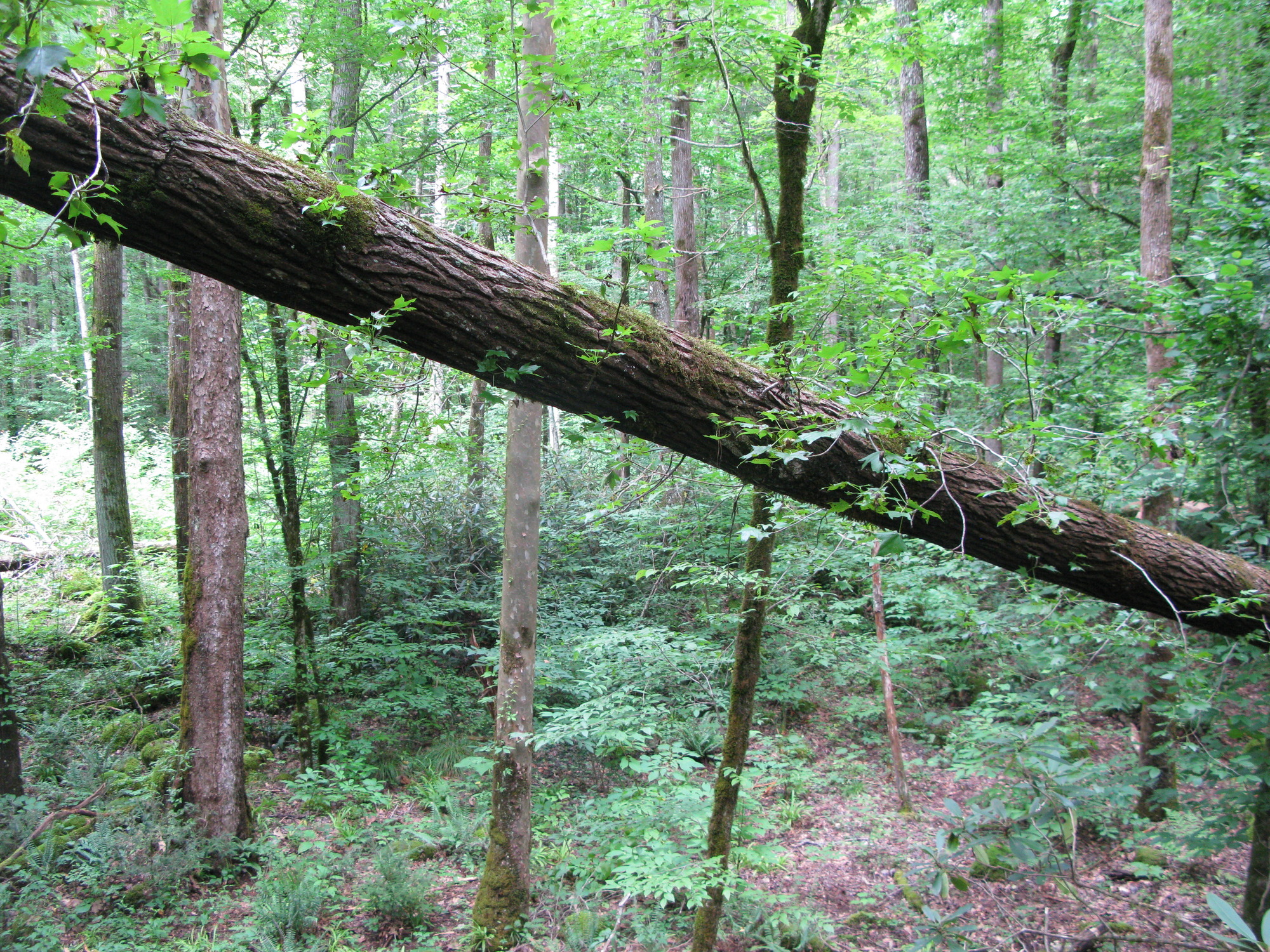 GRSM Accuracy Assessment. Plot Code: GRSM_AA_0723_6