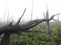 GRSM Accuracy Assessment. Plot Code: GRSM_AA_0862_2