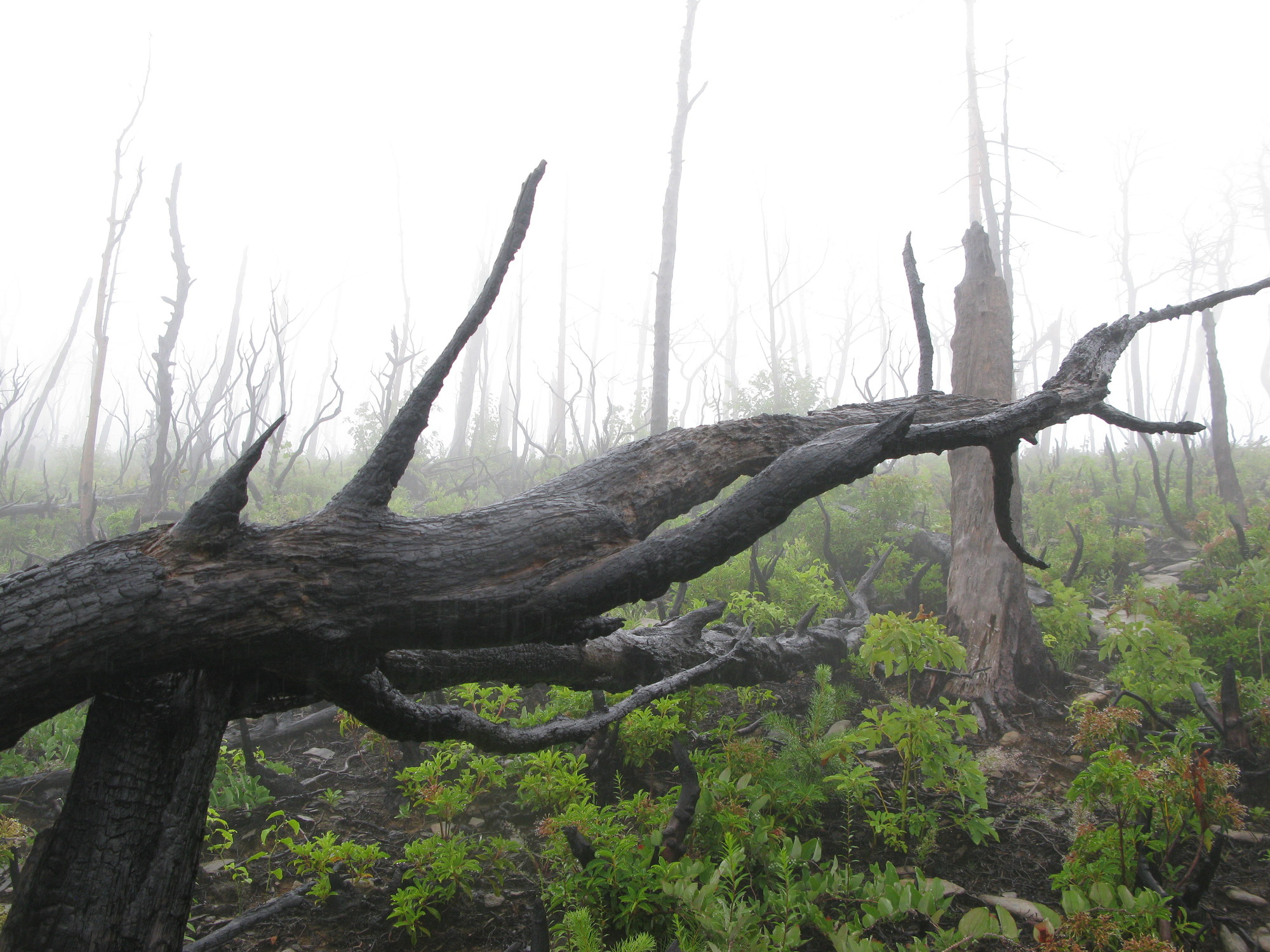 GRSM Accuracy Assessment. Plot Code: GRSM_AA_0862_2