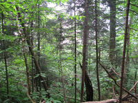 GRSM Accuracy Assessment. Plot Code: GRSM_AA_0173_2