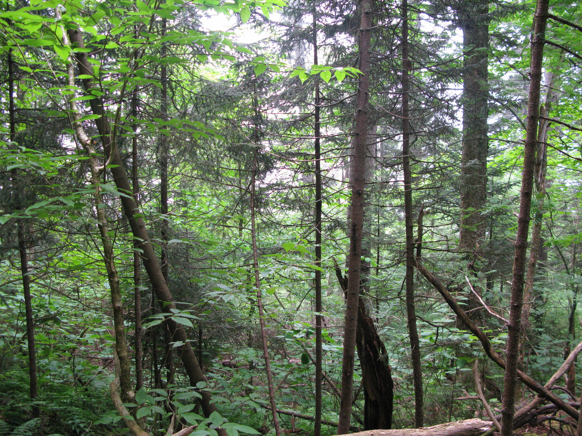 GRSM Accuracy Assessment. Plot Code: GRSM_AA_0173_2